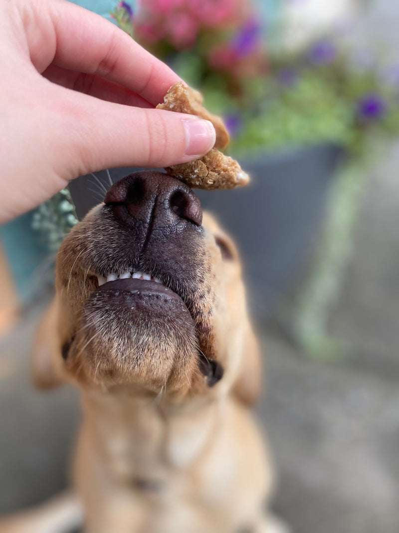 Dog Treat Cookies